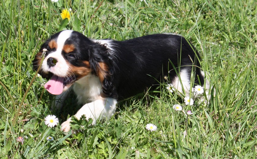 Cavalier King Charles : Marvin des Epinouses